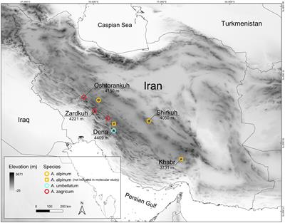 Underestimated diversity in high elevations of a global biodiversity hotspot: two new endemic species of Aethionema (Brassicaceae) from the alpine zone of Iran